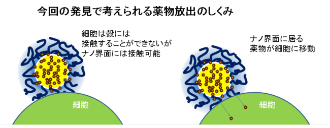 図6　今回の測定結果から予想されるDDSのメカニズム