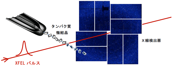 図1．XFELを用いたシリアルフェムト秒X線結晶構造解析実験の概念図