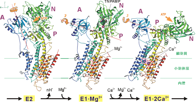 図１．カルシウムイオンのの結合に伴うカルシウムポンプの構造変化