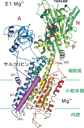 図２．サルコリピンの結合部位