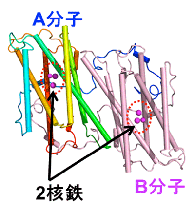 図1. TAOの二量体の結晶構造
