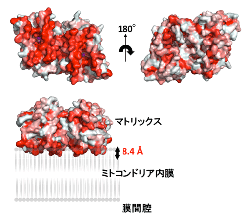 図2. TAOの膜結合領域