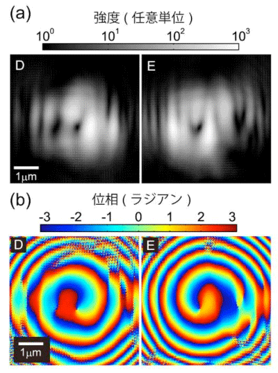 図4　波動光学計算によって得られたX線渦ビームの（a）強度と（b）位相分布。（図3のDとEの位相特異点にそれぞれX線を照射し、試料から10mm伝播した回折波の波動場を計算）