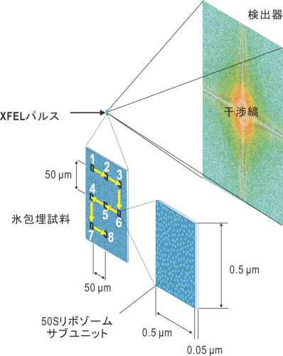 図1　今回提案した実験の模式図（青い領域が非晶質氷）