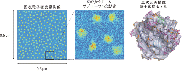 図2　回折パターンからの投影像回復と三次元再構成電子密度モデル