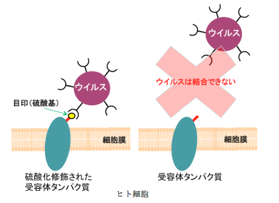 図2．硫酸化修飾はウイルス感染時に目印となる