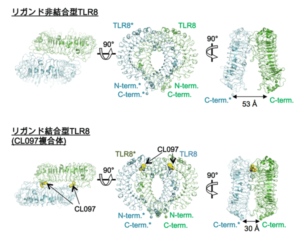 図1. TLR8の2量体構造
