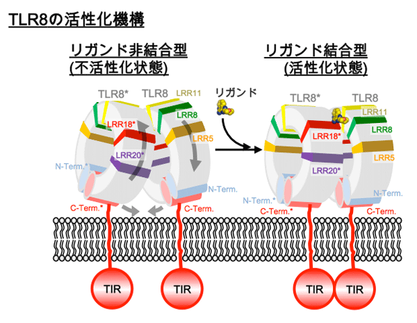 図3. TLR8の活性化機構