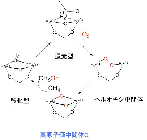 高原子価鉄−オキソ中間体