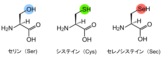 図1セリン（Ser）、システイン（Cys）、セレノシステイン（Sec）の構造式界