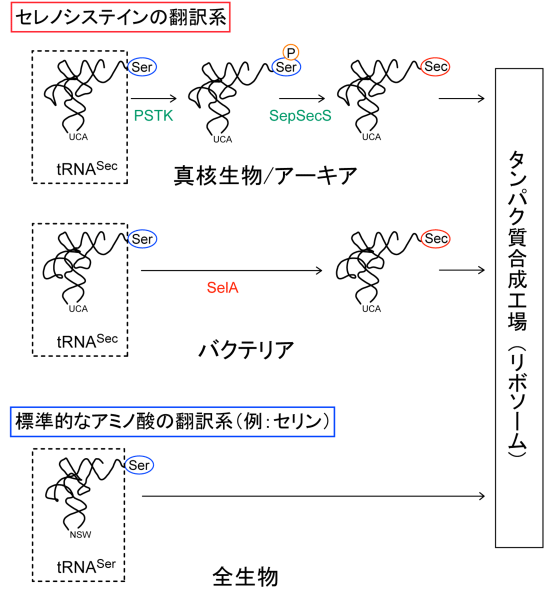 図2　セレノシステイン（Sec）と標準的なアミノ酸の翻訳系