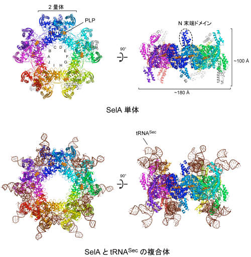 図3　SelA単体およびSelAとtRNASecの複合体の全体構造