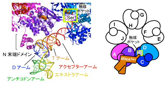 図4　SelAとtRNASecの相互作用の拡大図と模式図