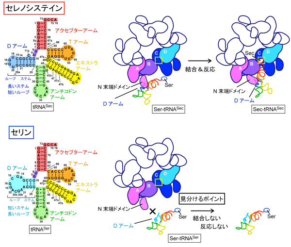 図5　tRNASecとtRNASerの識別メカニズム