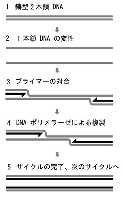 図 1　 PCR 反応