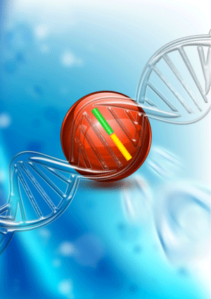 図2　DNA 中の傷害を認識し結合するタンパク質「MutS」