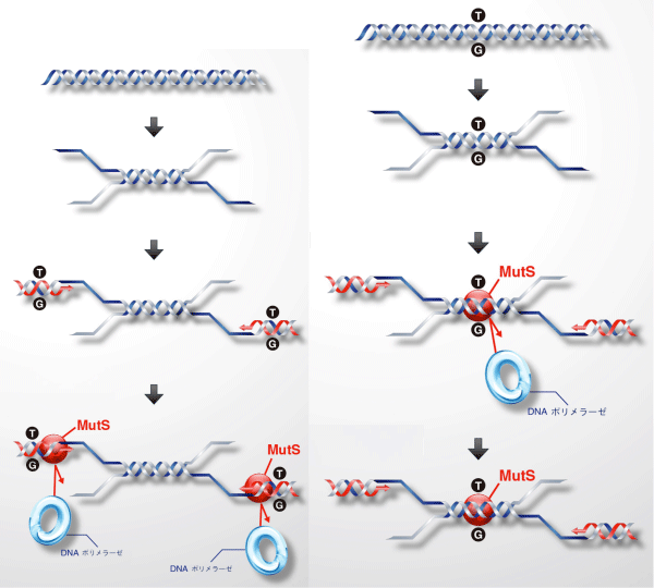 図3　MutS がエラーを抑制する原理