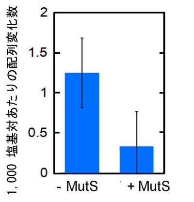 図5 MutSによる間違ったDNA配列への置換の抑制