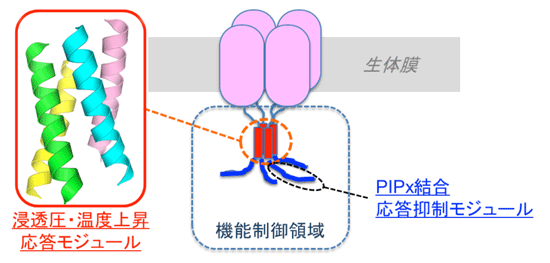 図2　今回明らかにしたTRPGzの構造