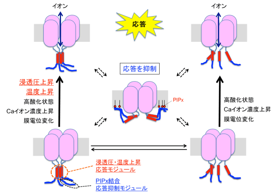 図3　今回の結果から推測されるTRPGzの機能メカニズムの模式図