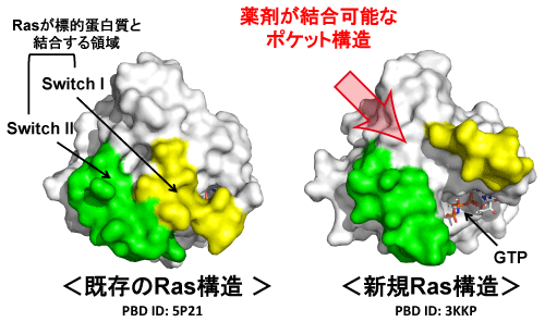 図2　今回の創薬研究に使用したRasの新規・既知構造の比較