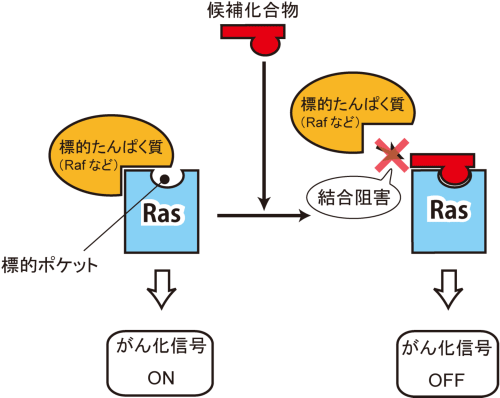 図3　Rasのポケットに結合する物質のがん化抑制メカニズム