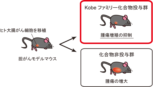 図5　Ras機能阻害物質の探索研究の流れ