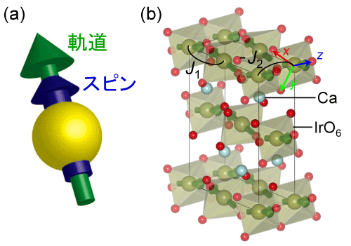 図3. (a) スピン角運動量と軌道角運動量がスピン軌道相互作用により結合したイリジウムの磁気モーメント。(b) ポストペロブスカイト型化合物CaIrO3の磁気構造。