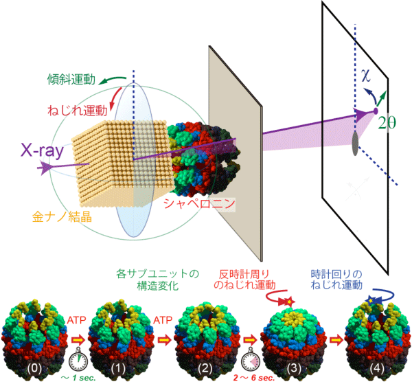 本研究タンパク質分子であるシャペロニンの構造変化モデル