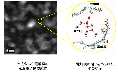 図2：　水を含んだ電解膜の走査電子顕微鏡像（左）と電解膜分子により約2ナノメートルの領域に閉じ込められた水分子の概念図。