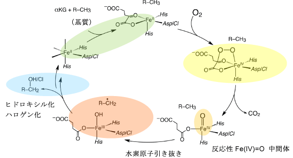図1． α-ケトグルタレート依存非ヘム鉄酵素の触媒サイクル