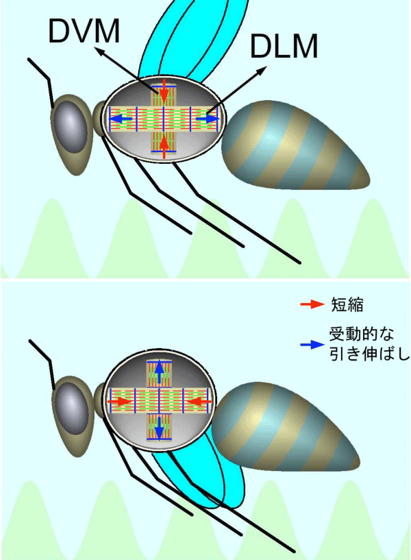 図1：昆虫飛翔筋の動作を示す模式図。