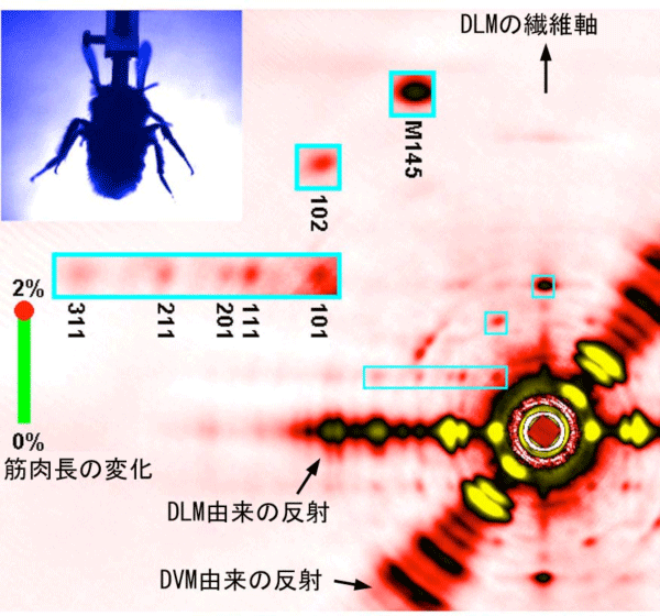 図4：X線回折像を記録したムービーの1コマ。