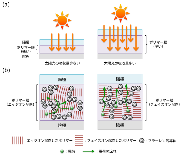 図4　塗布型有機薄膜太陽電池（塗布型OPV）の模式図