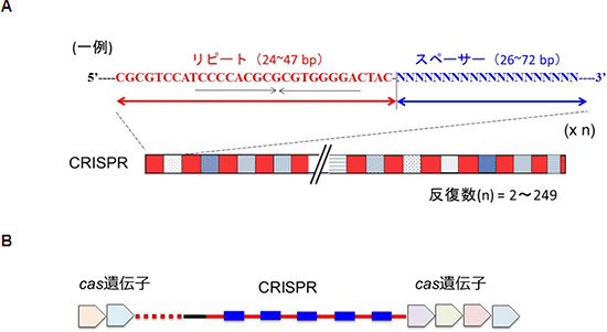 図1　CRISPR領域とcas遺伝子