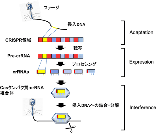 図2　CRISPR-Casシステムの作用モデル（例）