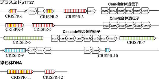 図3　Thermus thermophilus HB8株の遺伝子に存在するCRISPR領域とcas遺伝子