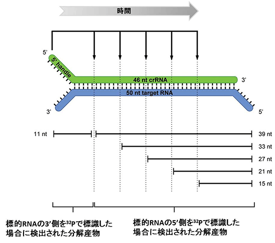 図4　Thermus thermophilus のCmr複合体による標的RNAの切断様式