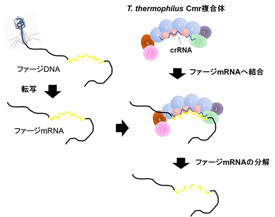 図6　Thermus thermophilus Cmr複合体の作用メカニズム