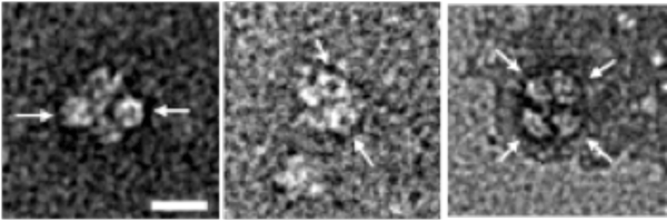 図1  Hfqとカタラーゼ複合体の電子顕微鏡像