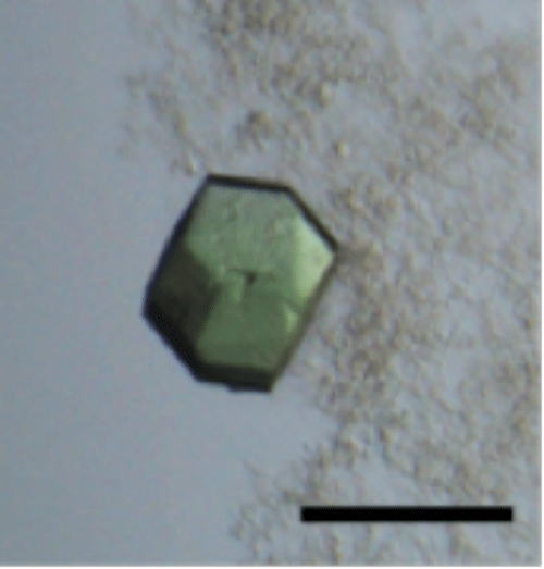 図2　Hfq-カタラーゼ複合体の結晶
