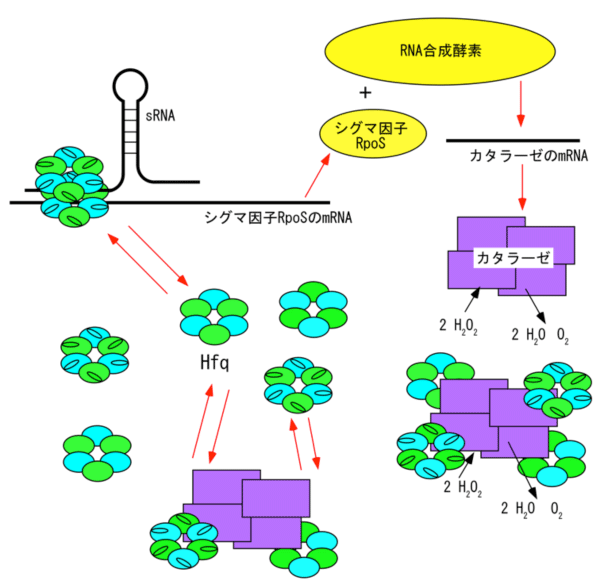 図4　Hfqとカタラーゼ複合体のタンパク質合成制御のモデル