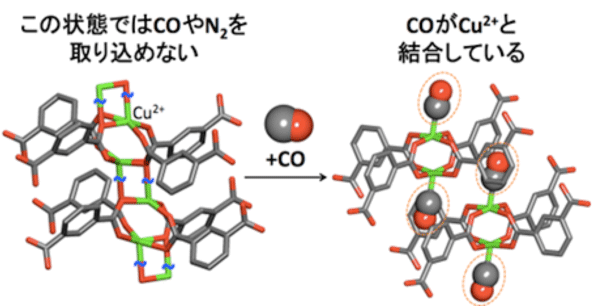 図3．CO によって銅イオンの結合様式が変化する様子