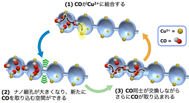 図4．ナノ細孔S に取り込まれた2種類のCO の様子