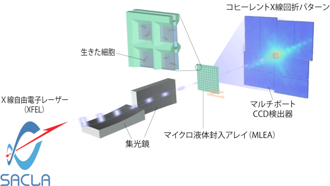 図1　パルス状コヒーレントX線溶液散乱（PCXSS）法の模式図。