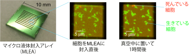図2　マイクロ液体封入アレイ（MLEA）内に細胞を生きたまま封入できることを示す実験結果。