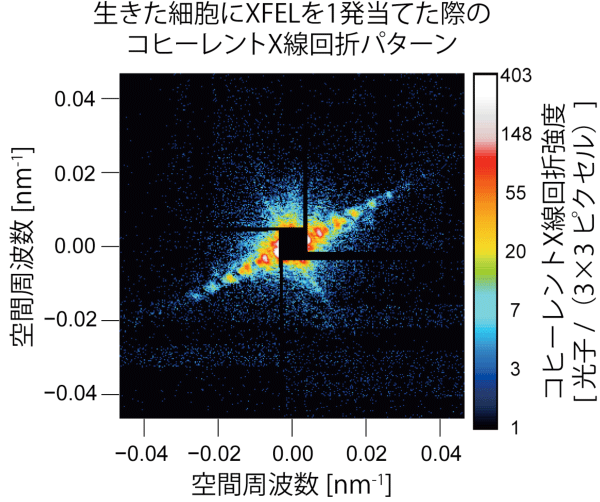 図3　生きているMicrobacterium lacticum細胞1匹に、XFELを1発当てた際のコヒーレントX線回折パターン。