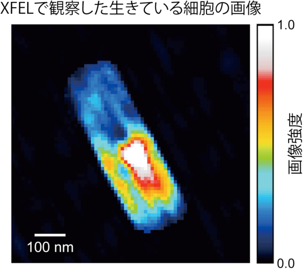 図4　XFELを用いて計測したコヒーレントX線回折パターンをデータ解析して得た、生きているMicrobacterium lacticum細胞の画像。