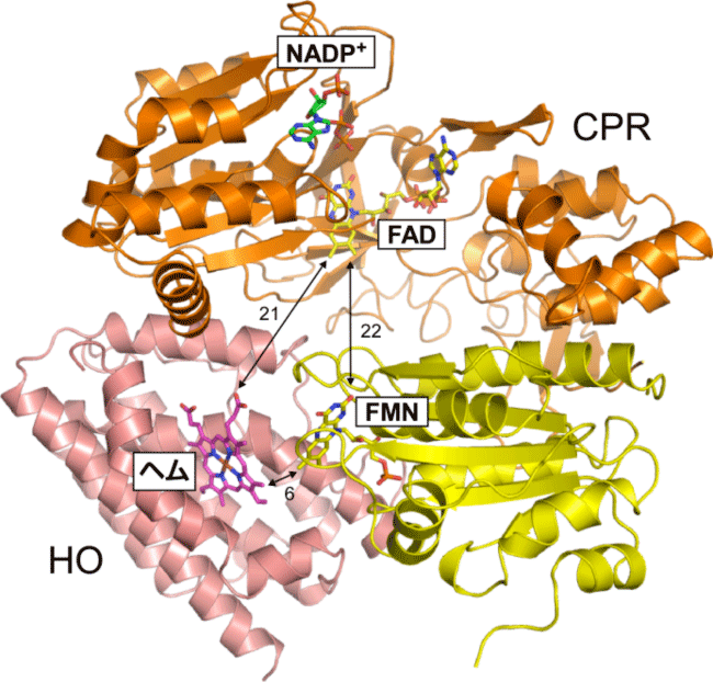 図1　CPRとHOの電子伝達複合体構造