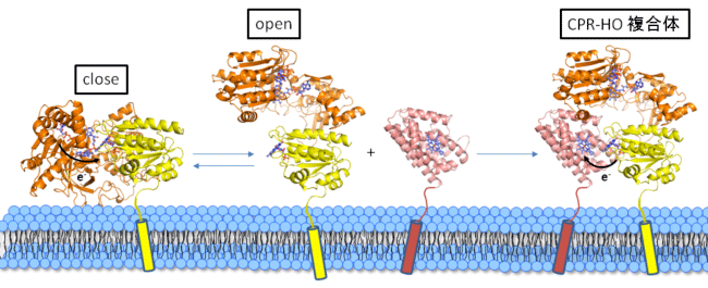 図2　CPRのダイナミックな構造変化とCPR-HO複合体の形成